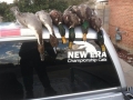 2013 Waterfowl Season